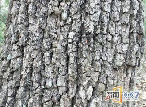 悉尼野外树皮上发现完美"伪装者",专家称其为"极速
