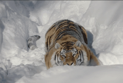 无人机在雪地拍摄:老虎高冷不过一秒就暴露猫性太萌!