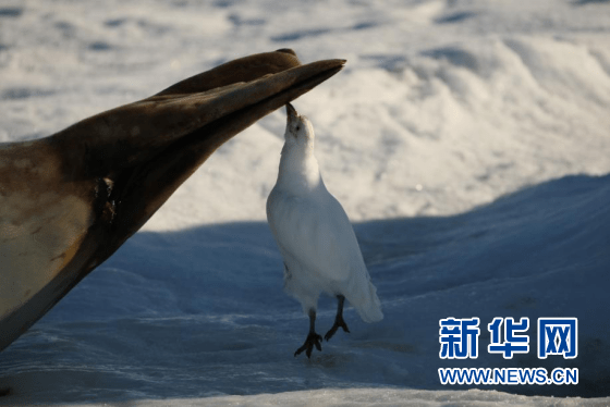 认识南极海鸟:飞翔的南极精灵们