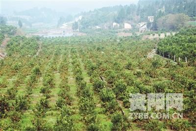 企业自行建造果林,在取得土地时发生的土地流