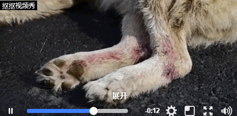 娱乐 正文 在遇到好心人求救后,狗狗被送到宠物医院救治,它被撞到