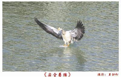 飞的最快的鸟排行_全世界飞行速度最快的鸟,甚至比高铁还要快,时速达到418公里