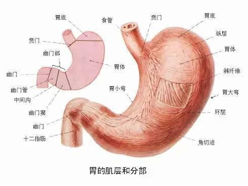 如果你身边有人胃不好,赶紧保存起来吧!