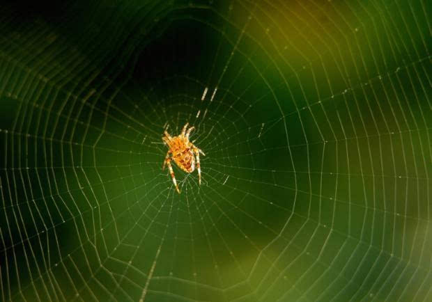 科学家成功复制蜘蛛吐丝能力 再生医学有望