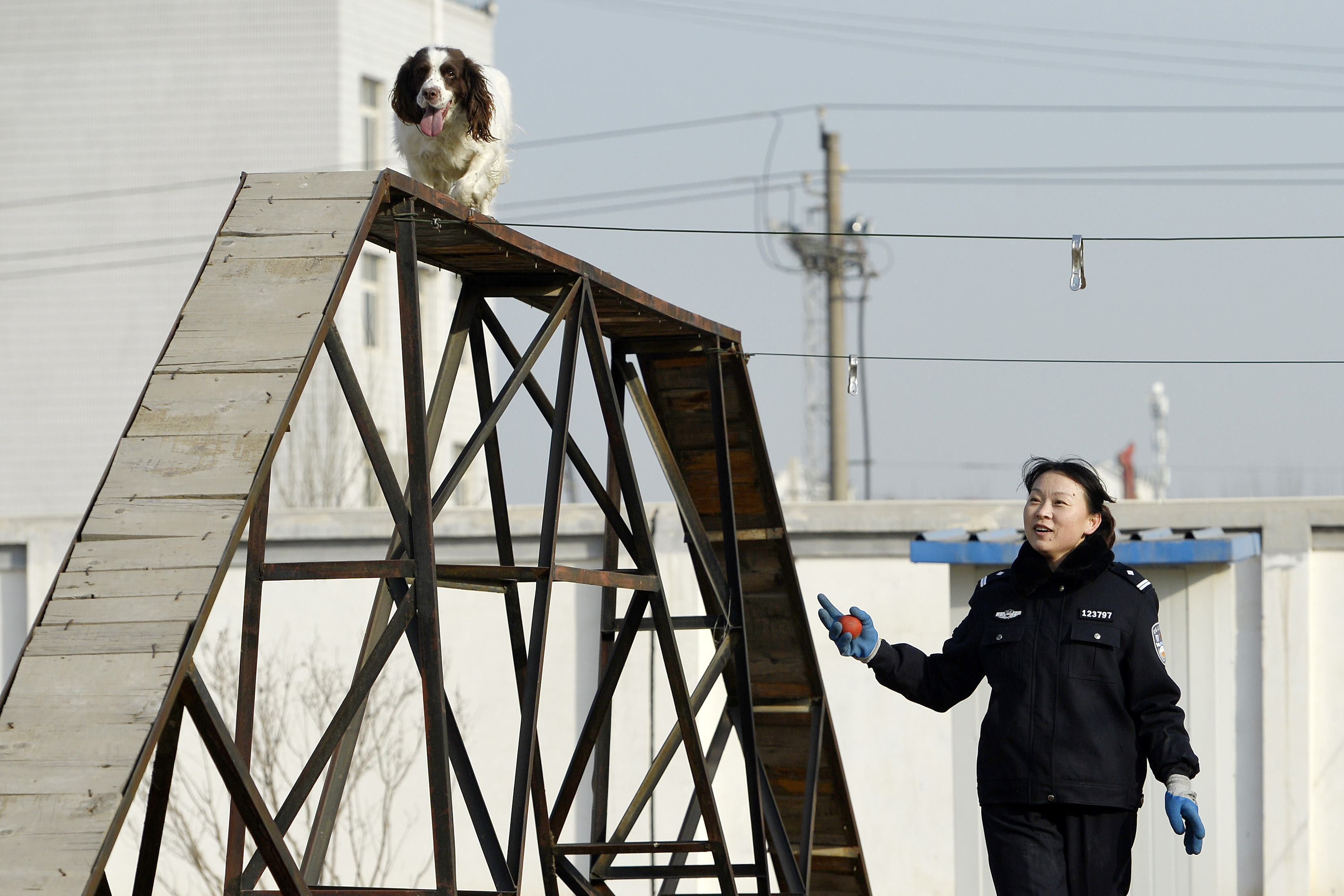 1月10日,在银川铁路公安处警犬训练基地内,警犬训导员张宸源在对搜