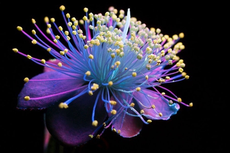 美国摄影家用特殊技术拍出荧光花朵 似暗夜中的烟火