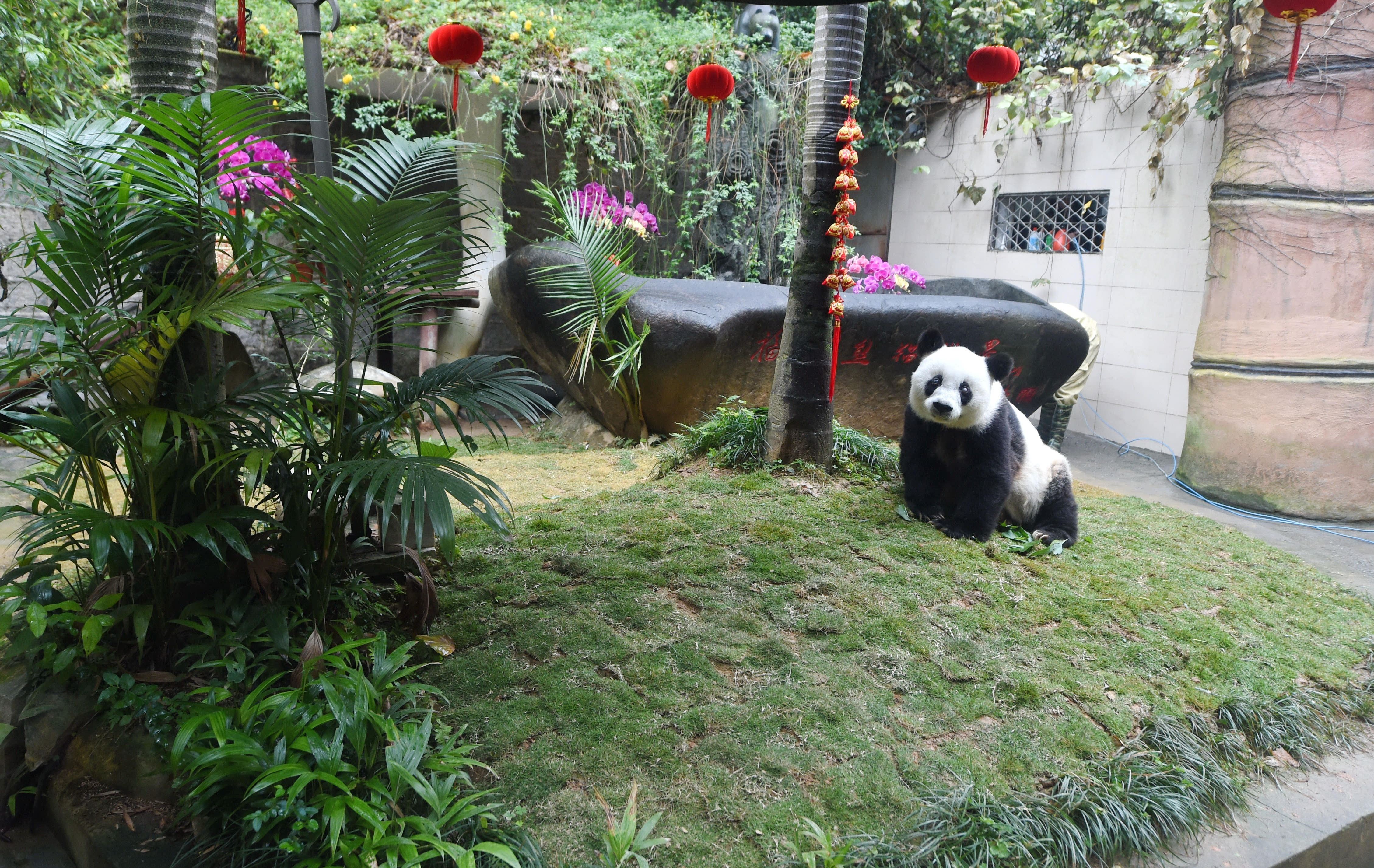 三期必开四肖:37岁大熊猫寿星"巴斯"贺岁庆典在福州举行