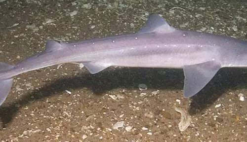 角鲨胺是一种在上世纪90年代发现的角鲨中的类固醇.