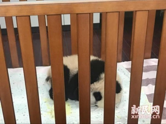 上海野生动物园大熊猫母女离世 遗体被封冻保存