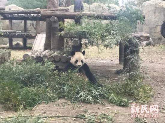 上海野生动物园大熊猫母女离世 遗体被封冻保存