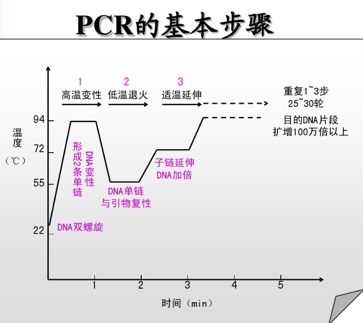 要理解适应性pcr的反应过程,首先我们来复习一下传统pcr扩增过程