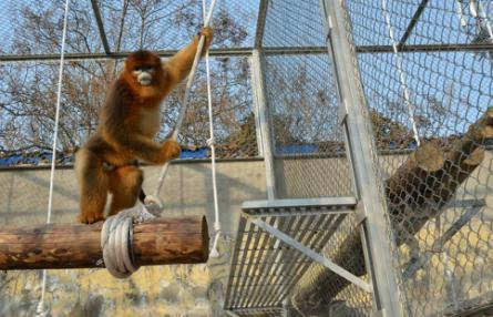 合肥野生动物园引进6只国宝金丝猴 春节可观