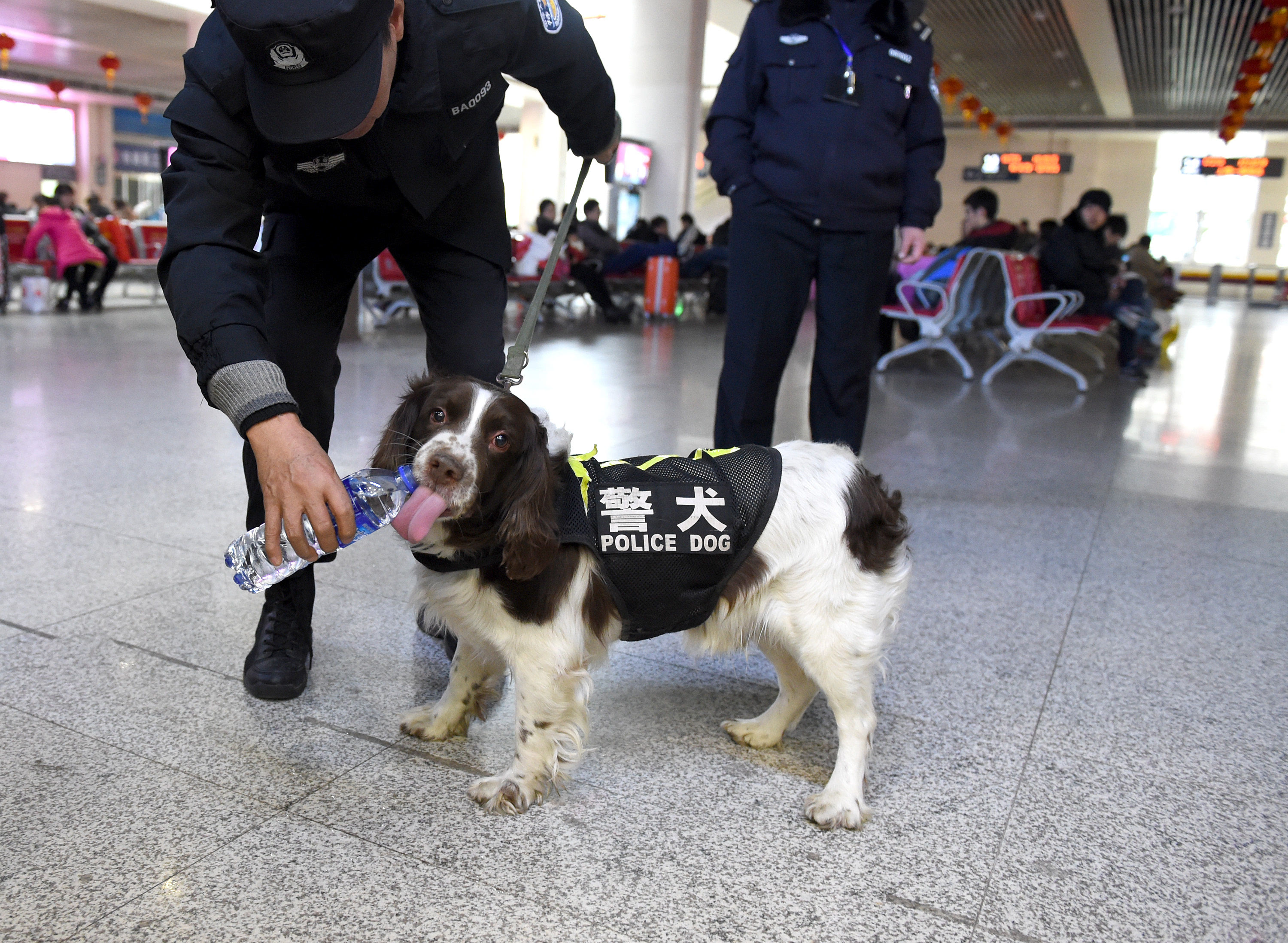 "萌萌"的春运缉毒犬铁虎