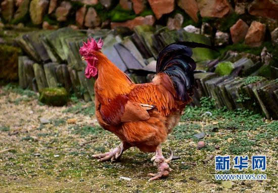 搜狐公众平台 - 福建长汀: 世界名鸡 背后的脱贫