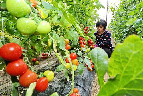 搜狐公众平台 - 中国农业支持政策重点转向 绿
