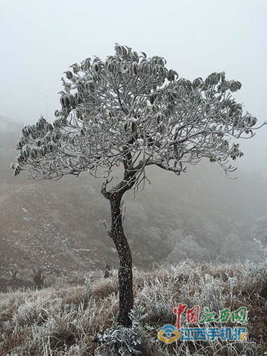 赣州于都县屏山牧场下雪 景区现雾凇景观(图)