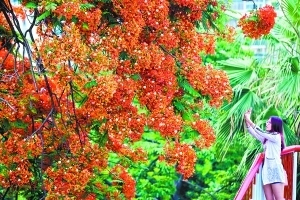 广州拟种植主题花树10万株高标准打造40个赏花景点