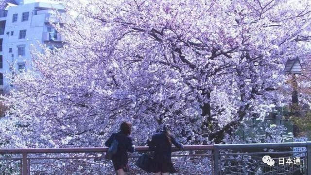 去不了日本,还不许赏樱吗?这10个日剧日影的樱花场景绝不可错过