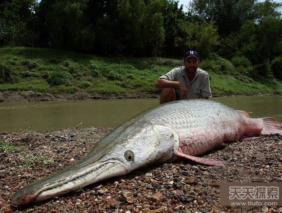 曝光地球最恐怖巨型鱼:曾以人类为食