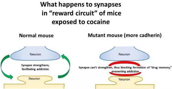 可卡因上瘾背后的机制