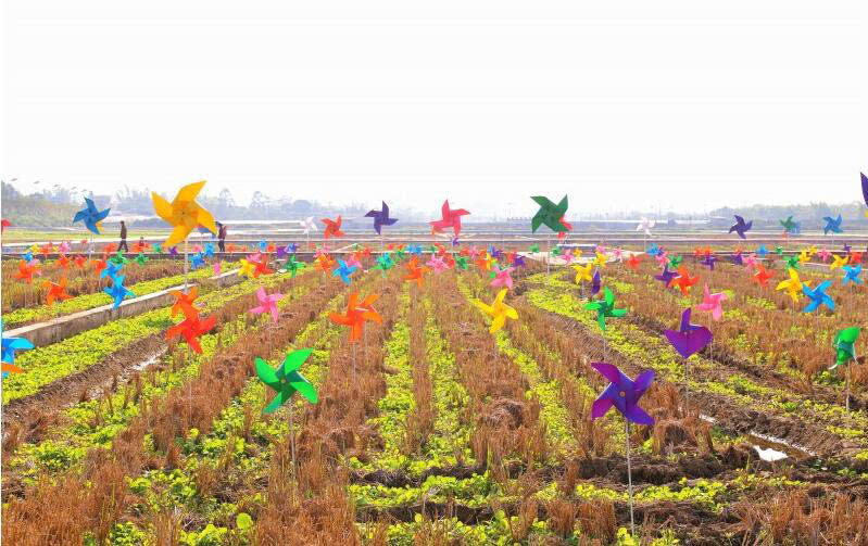 五彩田园500亩油菜花海美如画