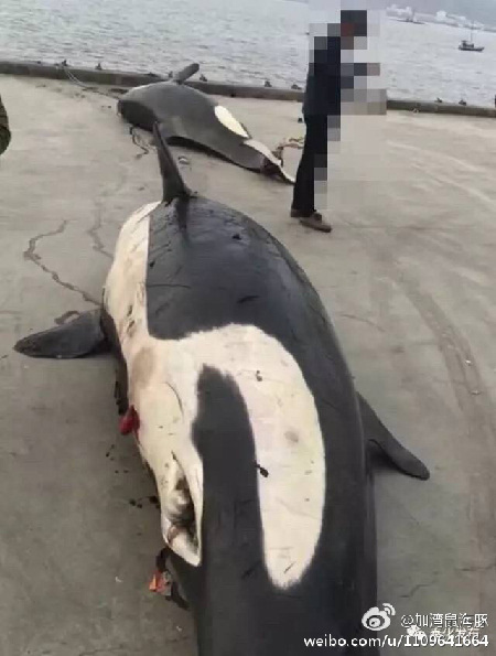 被误捕的虎鲸是杀人鲸它吃过人吗