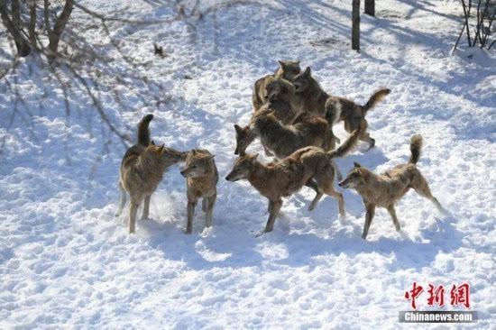 狼群在雪地上追逐.中新社记者 张瑶 摄 返回搜             责任编辑