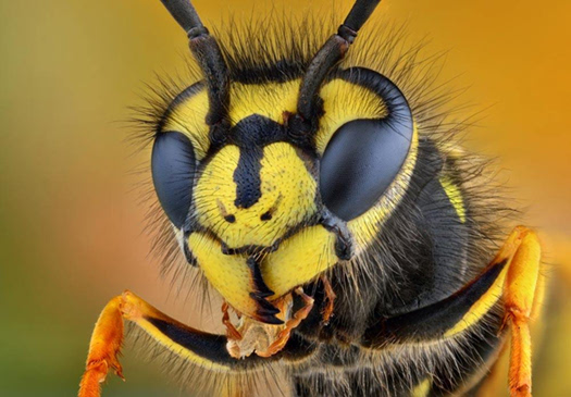 英国科学家发现:大黄蜂也能学会"踢球"