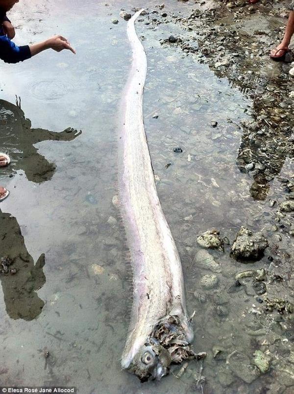 菲律宾地震震出一堆深海怪物 世界最长带鱼被"爆头"