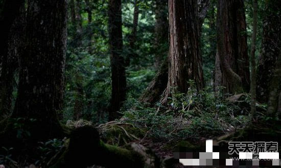 世界上最阴森的地方莫过于原始森林,因为它能诱发人最最原始的恐惧