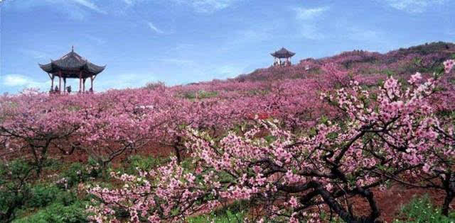 桃花故里核心面积约为4.