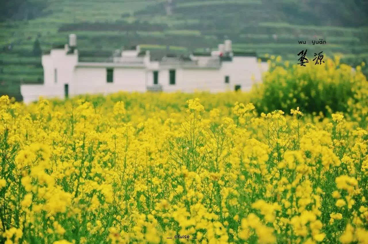 婺源油菜花赏花好去处:篁岭,江岭,彩虹桥,晓起,李坑,庆源月亮湾,思溪