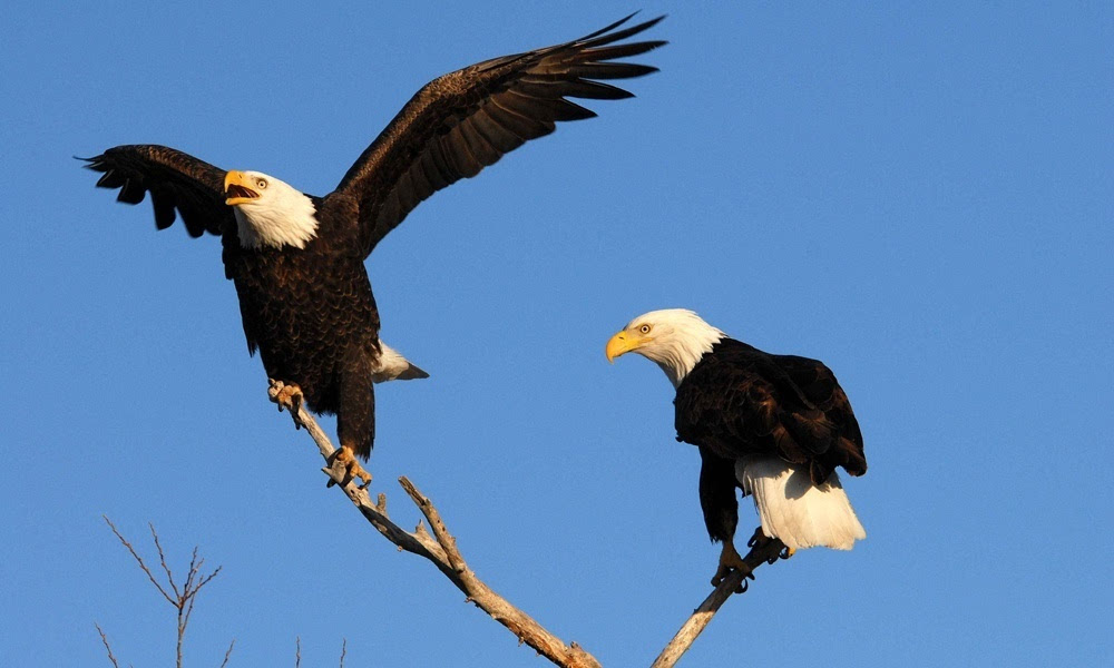 秃鹰(bald eagles)