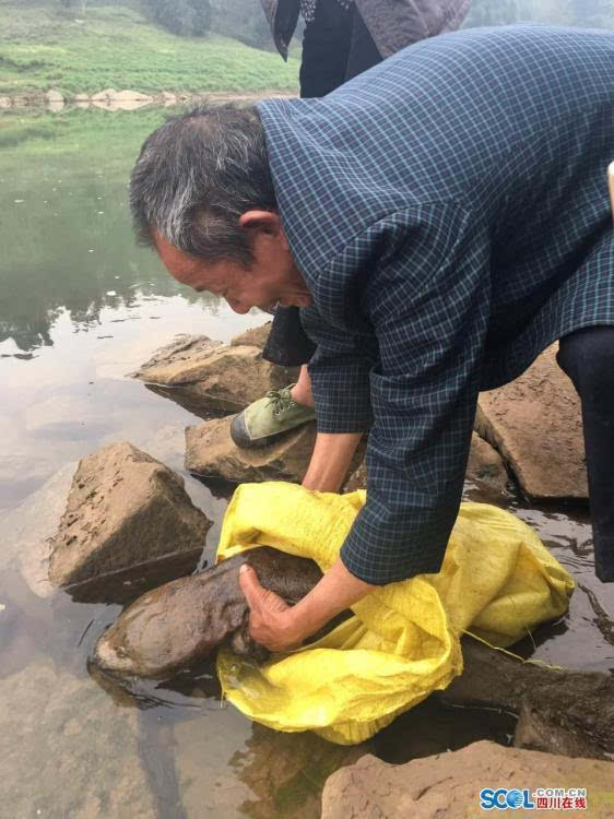 现巨型野生娃娃鱼 长达1.05米重18.1斤似怪物