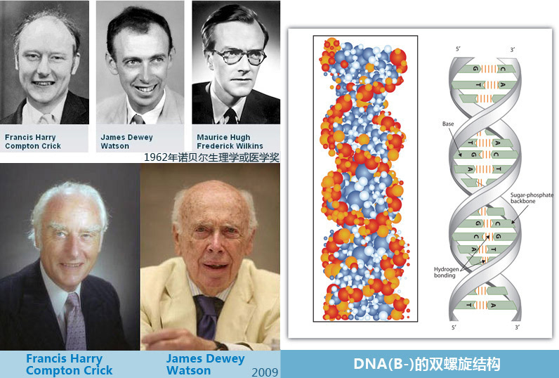 1953年,剑桥科学家沃森和克里克在《自然》上发表了著名的 dna双螺旋