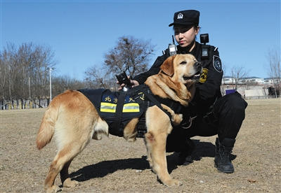 北京:佩戴vr"天眼"警犬亮相 可回传现场全景画面(图)