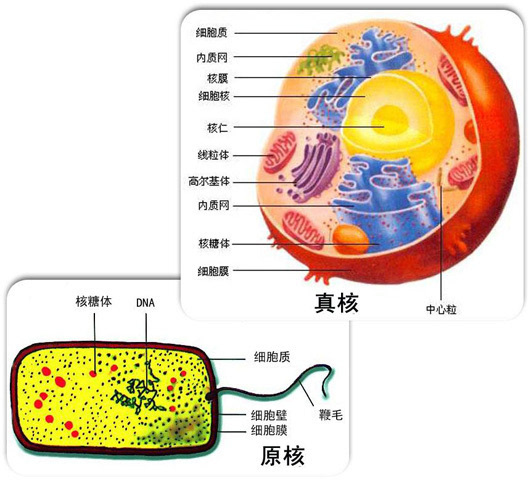 对话科学家酵母染色体合成人类离造物者更进一步