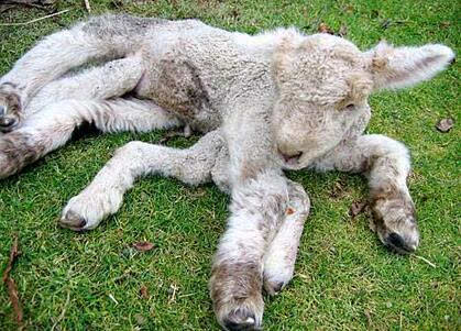 小羊天生5条腿取名为阿甘无其他健康问题农场主将它当宠物饲养