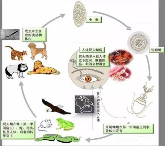 大庆网 时事新闻 国内  毛佐华副教授说,曼氏迭宫绦虫生活史比较复杂