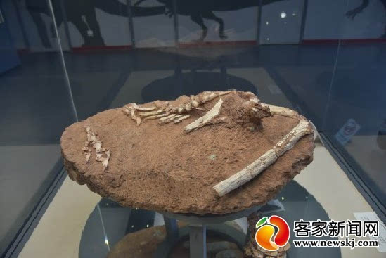 龙、中华虔州龙等均属国家一级重点保护化石，具有重大的科学研究价值。