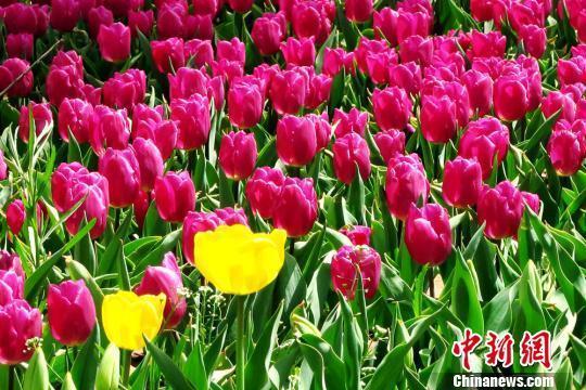 甘肃黄土高原小城泊来进口郁金香俏丽争春