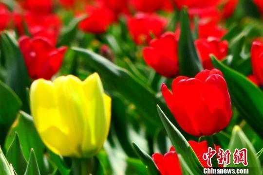 甘肃黄土高原小城泊来进口郁金香俏丽争春