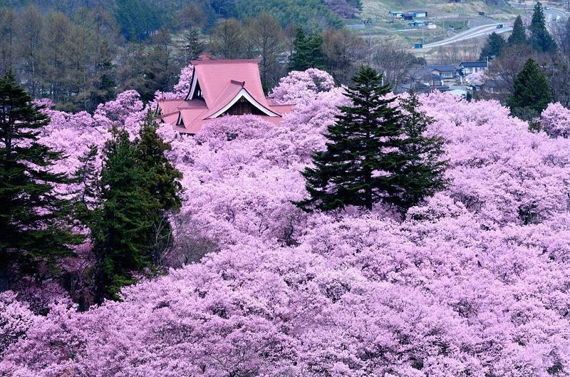 日本樱花攻略 长野既有冬日里白雪的冰清玉洁也有春日里的樱花粉红