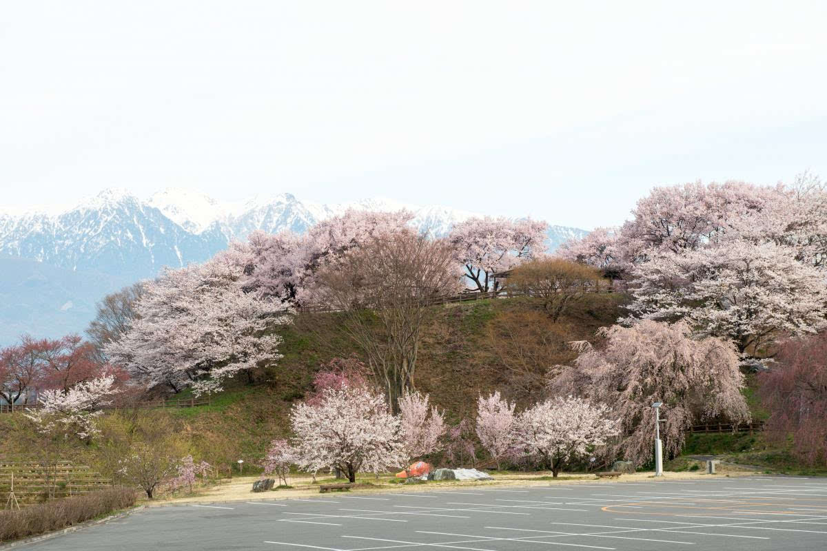 日本樱花攻略 长野既有冬日里白雪的冰清玉洁也有春日里的樱花粉红