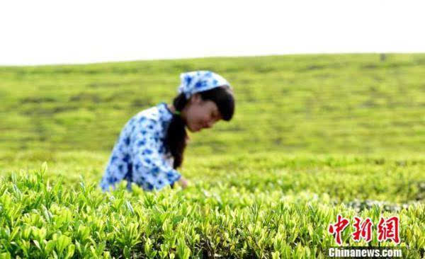 4月15日,江西省德兴市香屯街道村民在千亩生态茶园采摘雨前茶.