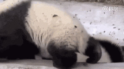 【pconline 资讯】近日,呆萌可爱的熊猫又戳中了不少网友的萌点.