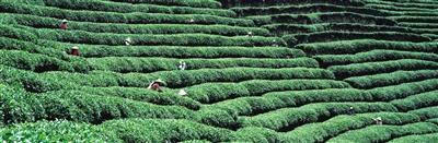 茶乡小镇成茶业转型新抓手