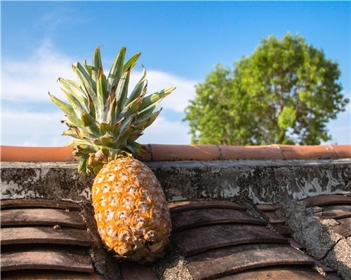 凤梨酥的热量 吃凤梨酥会发胖吗_时尚女人_南