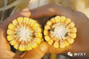 种出来的玉米竟发霉,损失高达800万!