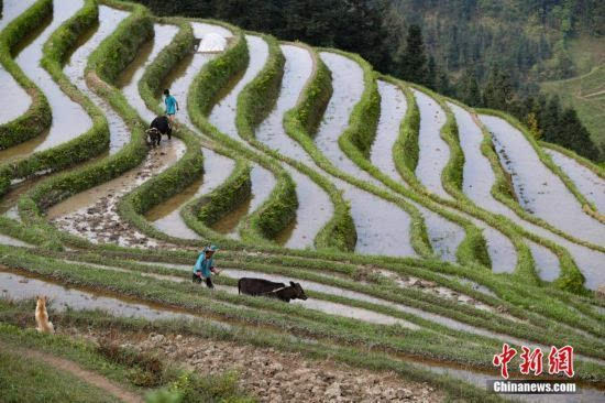 贵州榕江谷雨时节耕种忙